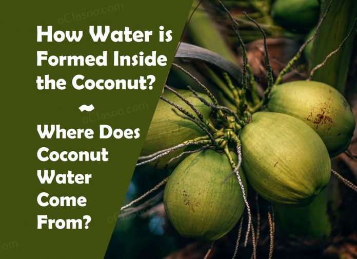 how water is formed inside the coconut
