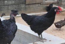Kairali Chicken