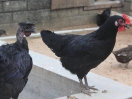 Kairali Chicken