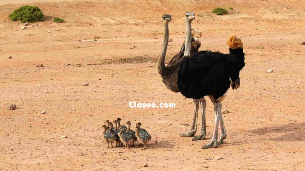 Ostrich Biggest Birds in the World
