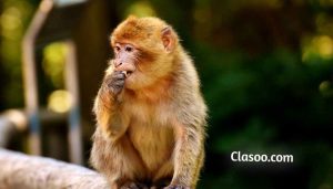 Monkey Famous Animals in the World