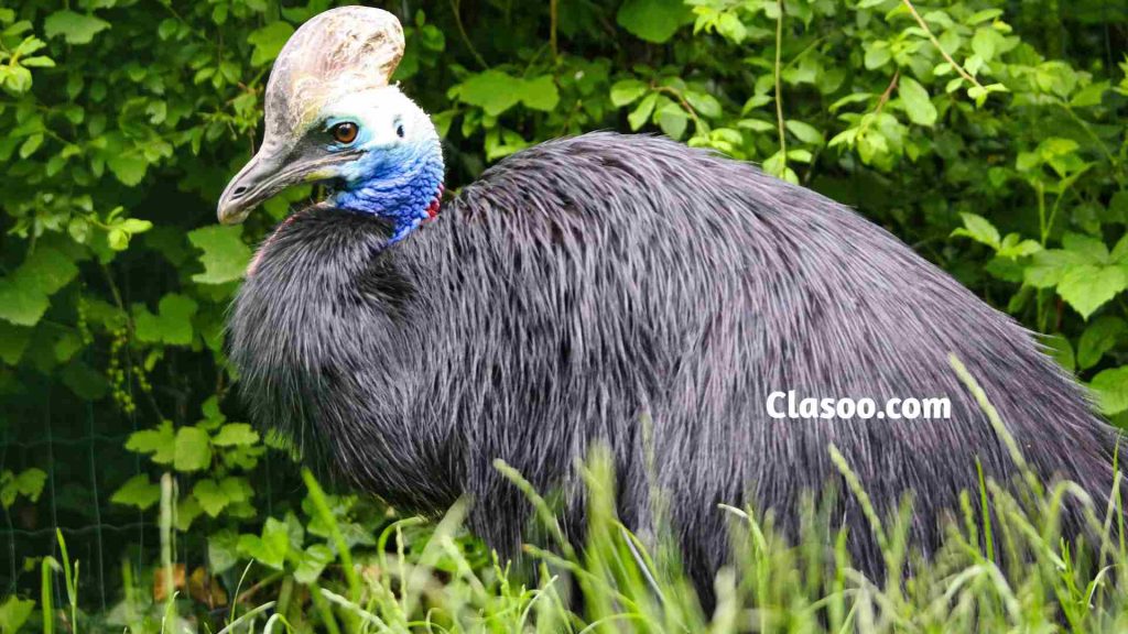 Southern Cassowary Biggest Bird