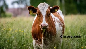 Cow Popular Animals in the World