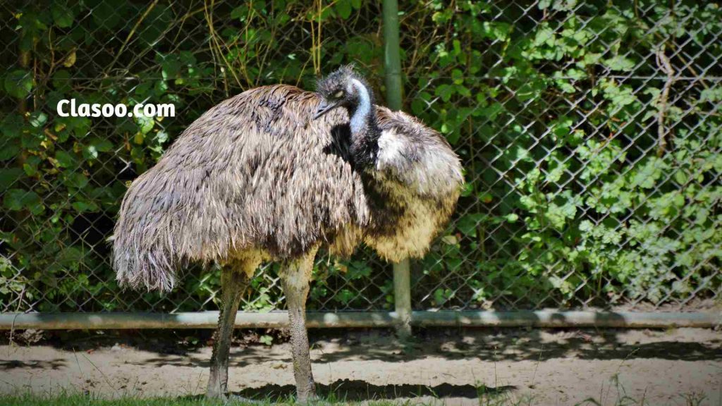 Emu Largest Birds in the World
