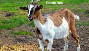 Goat Popular Animals in the World