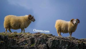 Sheep Popular Animals in the World