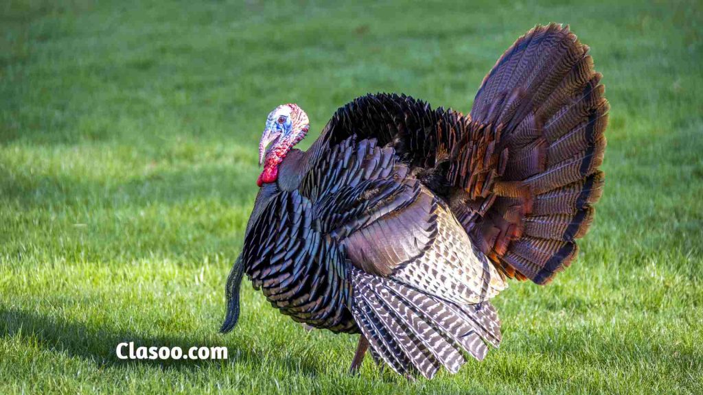 Turkey Biggest Birds in the World