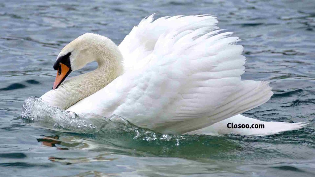 Mute Swan Largest Birds in the World