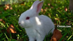 Rabbit Favorite Animals in the World