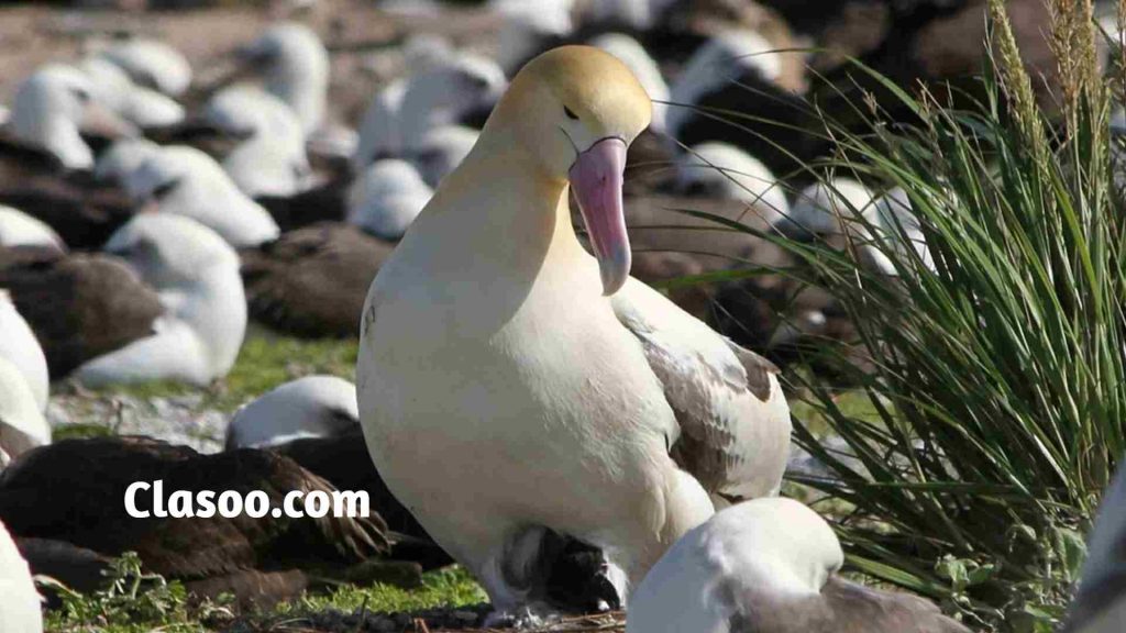 Wandering Albatross Largest Birds in the World