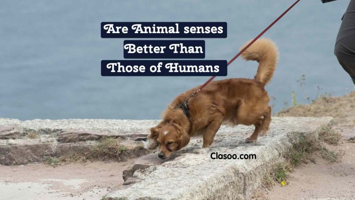Are Animal senses better than those of humans, Can animals sense earthquake