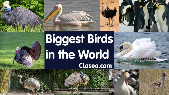 Biggest Birds in the World Top 10 | Largest Birds in the World List