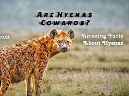 Hyenas Amazing Facts Are hyenas cowards