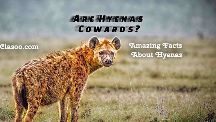 Hyenas Amazing Facts Are hyenas cowards