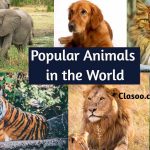 Popular Animals in the World | Favorite Animals | Famous Animals