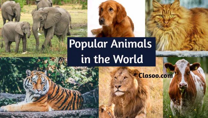 Popular Animals in the World | Favorite Animals | Famous Animals