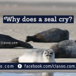 Why does a seal cry