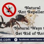 Natural Ant Repellents and Natural Ways to Get Rid of Ants