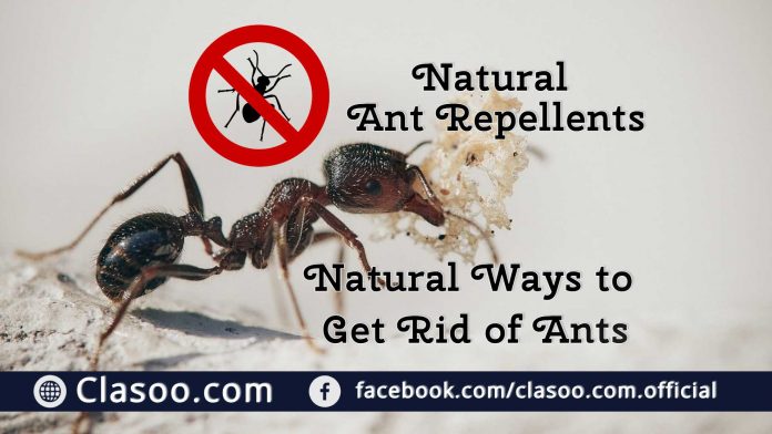 Natural Ant Repellents and Natural Ways to Get Rid of Ants