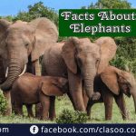Facts about Elephants