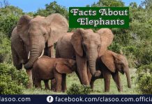 Facts about Elephants
